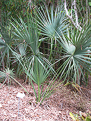 Miami Palmetto (Sabal miamiensis) at Lakeshore Garden Centres