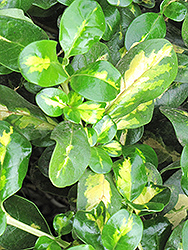 Aurea Golden Mirror Bush (Coprosma repens 'Aurea') at Lakeshore Garden Centres