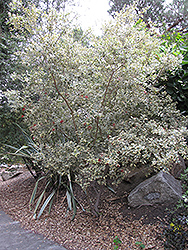 Variegated New Zealand Christmas Tree (Metrosideros excelsa 'Variegata') at Lakeshore Garden Centres
