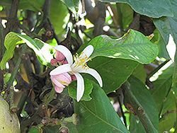 Eureka Lemon (Citrus limon 'Eureka') at Lakeshore Garden Centres