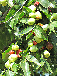 Lang Jujube (Ziziphus jujuba 'Lang') at Lakeshore Garden Centres