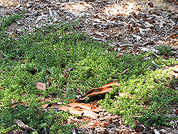 Seaspray Lemon-scented Myrtle (Darwinia citriodora 'Seaspray') at Lakeshore Garden Centres