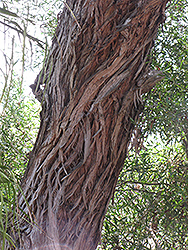 Narrow-Leaved Black Peppermint (Eucalyptus nicholii) at Lakeshore Garden Centres