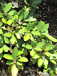 New Zealand Laurel (Corynocarpus laevigata) at Lakeshore Garden Centres