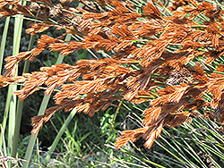 Thatching Reed (Thamnochortus insignis) at Lakeshore Garden Centres