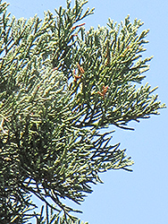 Guadalupe Cypress (Cupressus guadalupensis) at Lakeshore Garden Centres