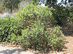 Pink Flowering Sumac (Rhus lentii) at Lakeshore Garden Centres