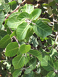 Pink Flowering Sumac (Rhus lentii) at Lakeshore Garden Centres