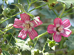 Island Mallow (Malva assurgentiflora) at Lakeshore Garden Centres
