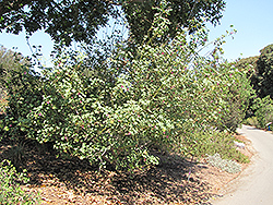 Island Mallow (Malva assurgentiflora) at Lakeshore Garden Centres