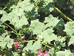 Island Mallow (Malva assurgentiflora) at Lakeshore Garden Centres