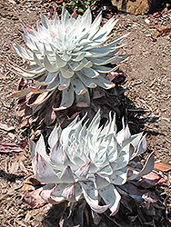 Giant Chalk Dudleya (Dudleya brittonii) at Lakeshore Garden Centres