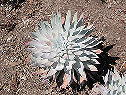 Giant Chalk Dudleya (Dudleya brittonii) at Lakeshore Garden Centres