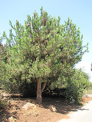 Bishop Pine (Pinus muricata) at Lakeshore Garden Centres
