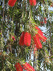 Weeping Bottlebrush (Callistemon viminalis) at Lakeshore Garden Centres