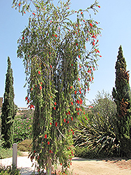 Weeping Bottlebrush (Callistemon viminalis) at Lakeshore Garden Centres