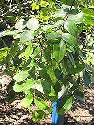 Shnilemoon Channel Islands Grape Holly (Mahonia pinnata ssp. insularis 'Shnilemoon') at Lakeshore Garden Centres