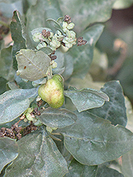 Brewers Saltbush (Atriplex lentiformis ssp. breweri) at Lakeshore Garden Centres