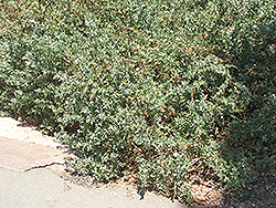 Brewers Saltbush (Atriplex lentiformis ssp. breweri) at Lakeshore Garden Centres