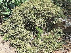 Twin Peaks Dwarf Coyote Brush (Baccharis pilularis 'Twin Peaks') at Lakeshore Garden Centres