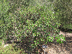 Sugar Bush (Rhus ovata) at Lakeshore Garden Centres
