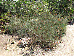 Cedros Island Snapdragon (Galvezia juncea) at Lakeshore Garden Centres