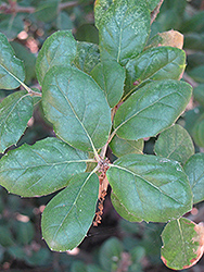 Coast Live Oak (Quercus agrifolia) at Lakeshore Garden Centres