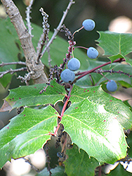 Golden Abundance Barberry (Berberis 'Golden Abundance') at Lakeshore Garden Centres