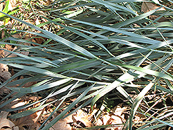 Canyon Prince Giant Wild Rye (Leymus condensatus 'Canyon Prince') at Lakeshore Garden Centres