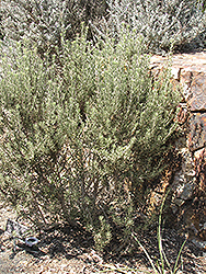 Houdini Sage (Leucophyllum revolutum 'Houdini') at Lakeshore Garden Centres