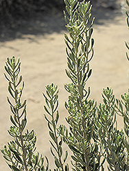 Houdini Sage (Leucophyllum revolutum 'Houdini') at Lakeshore Garden Centres
