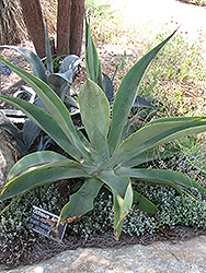 Octopus Agave (Agave vilmoriniana) at Lakeshore Garden Centres