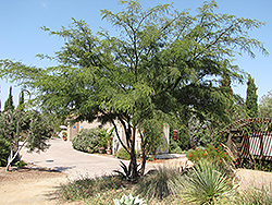 Thornless Chilean Mesquite (Prosopis chilensis 'Thornless') at Lakeshore Garden Centres