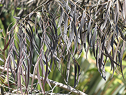 After Dark Agonis (Agonis flexuosa 'After Dark') at Lakeshore Garden Centres