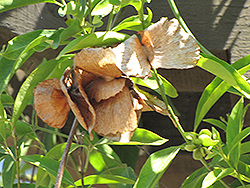 Yellow Orchid Vine (Callaeum macropterum) at Lakeshore Garden Centres