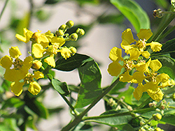 Yellow Orchid Vine (Callaeum macropterum) at Lakeshore Garden Centres
