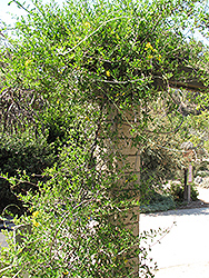 Yellow Orchid Vine (Callaeum macropterum) at Lakeshore Garden Centres