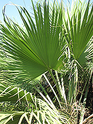Guadalupe Palm (Brahea edulis) at Lakeshore Garden Centres