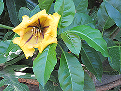 Cup of Gold Vine (Solandra maxima) at Lakeshore Garden Centres