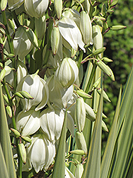 Variegated Spineless Yucca (Yucca elephantipes 'Variegata') at Lakeshore Garden Centres