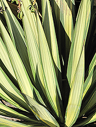 Variegated Spineless Yucca (Yucca elephantipes 'Variegata') at Lakeshore Garden Centres
