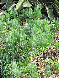 Blue Fingers (Senecio talinoides) at Lakeshore Garden Centres