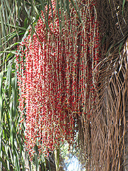 Christmas Palm (Veitchia merrillii) at Lakeshore Garden Centres