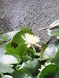 Trudy Slocum Tropical Water Lily (Nymphaea 'Trudy Slocum') at Lakeshore Garden Centres