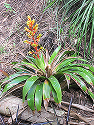 Tail Bromeliad (Aechmea caudata) at A Very Successful Garden Center