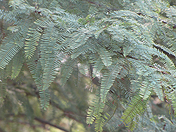 White Carob Tree (Prosopis alba) at Lakeshore Garden Centres