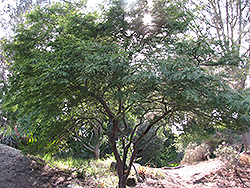 White Carob Tree (Prosopis alba) at Lakeshore Garden Centres