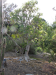 Ombu Tree (Phytolacca dioica) at Lakeshore Garden Centres