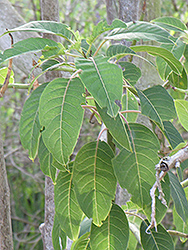 Ombu Tree (Phytolacca dioica) at Lakeshore Garden Centres