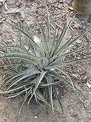 Silver Puya (Puya coerulea var. coerulea) at Lakeshore Garden Centres